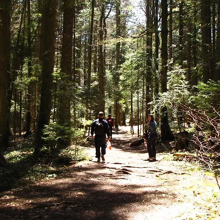 Nemanja Sljivovica (Zlatibor)
